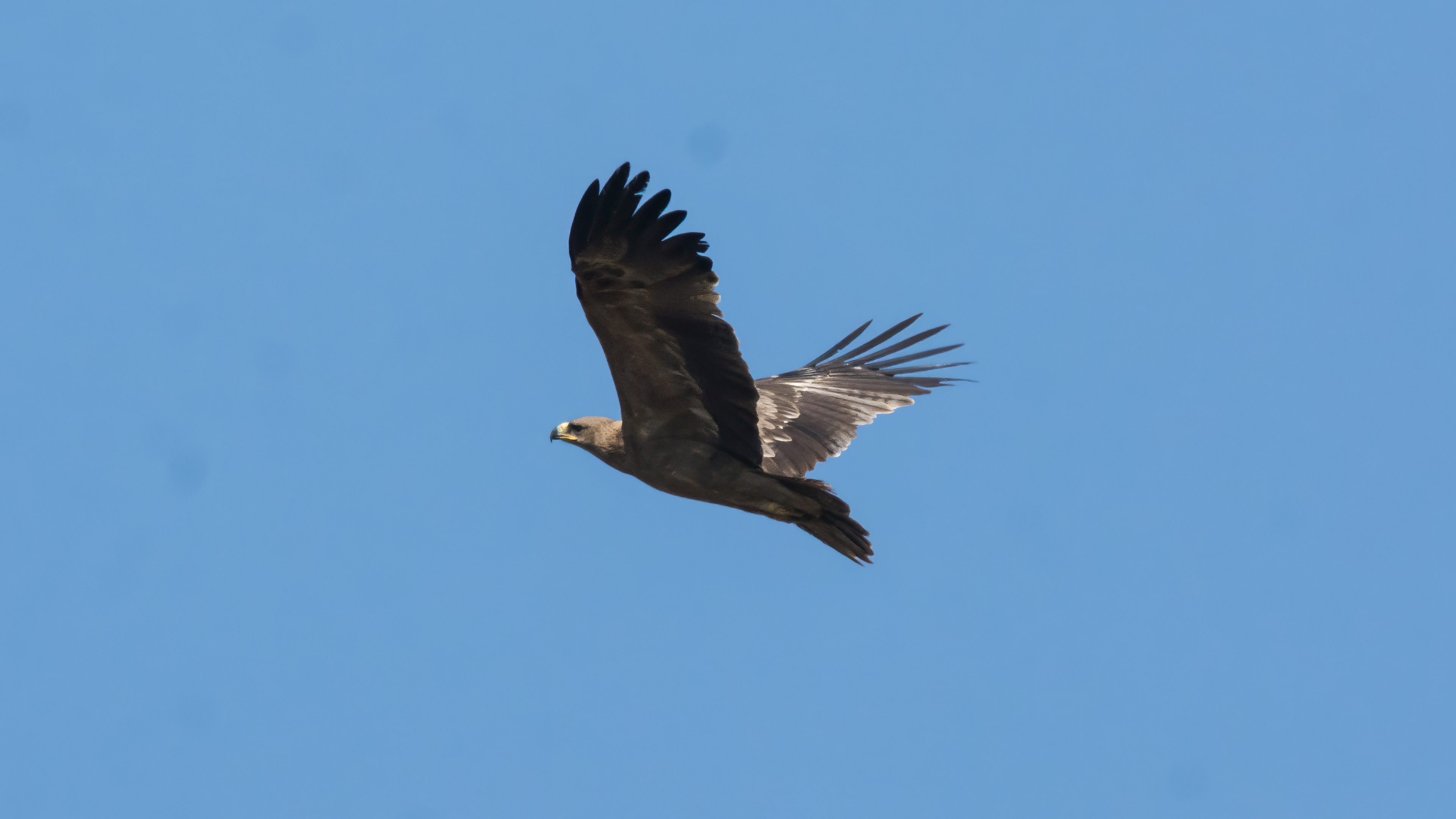 Tawny Eagle